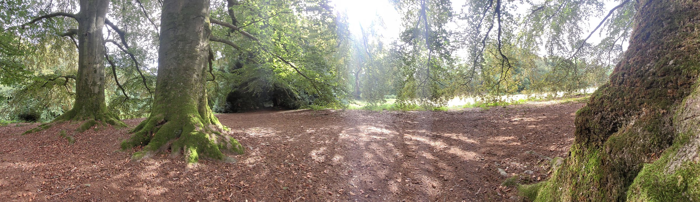 Zonlicht tussen oude beuken in het bos